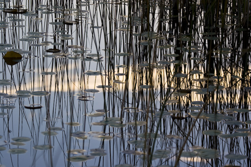 Reeds Relected In Lily Covered Water